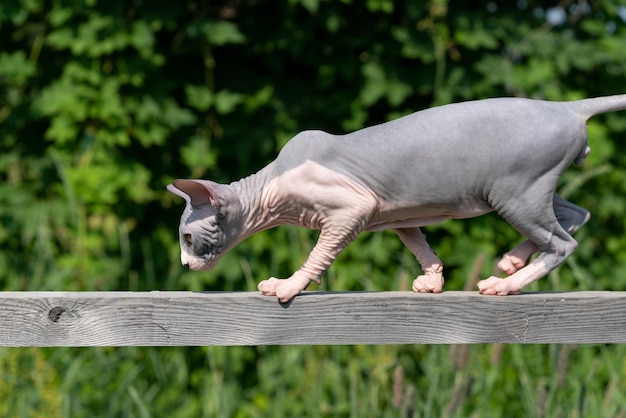 青と白の色の週齢のカナダのスフィンクス猫は、狭い木の板の高さを注意深く歩きます