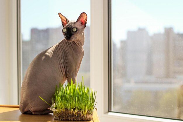 The Canadian sphynx cat eats sprouted wheat grass for animals