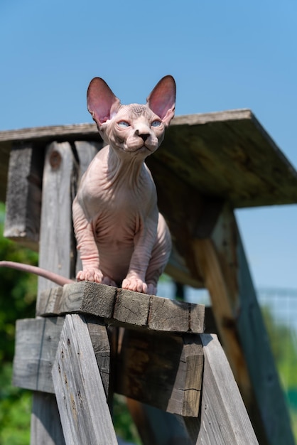 青い空を背景にキャッテリーの遊び場の階段の上に座って数ヶ月のカナダのスフィンクス猫