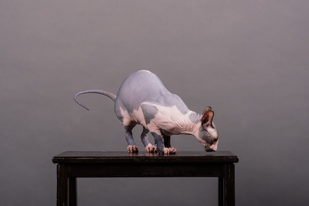 Canadian Sphynx cat with blue eyes sitting on a grey background