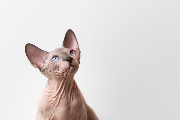 Canadian Sphynx kitten of blue mink and white color with blue eyes looks up on white background