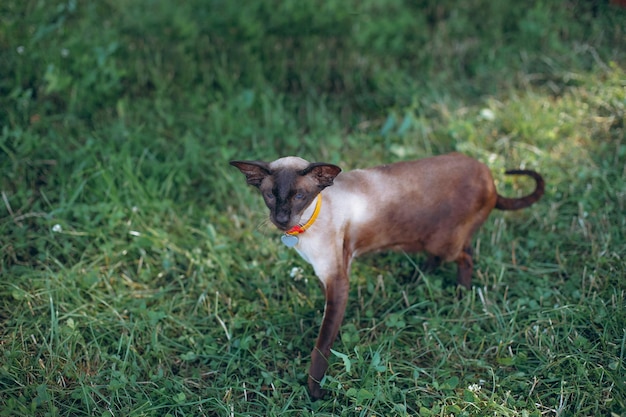 The canadian sphynx walks on the grass in sunny weather view of\
the naked cat for a walk