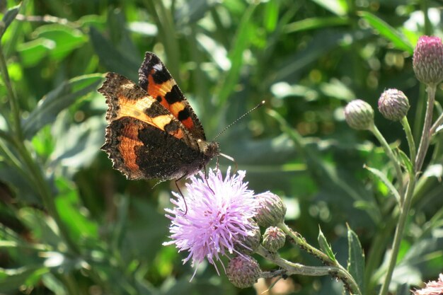 The Canadian thistle is the flower on which the peacock butterfly has landed