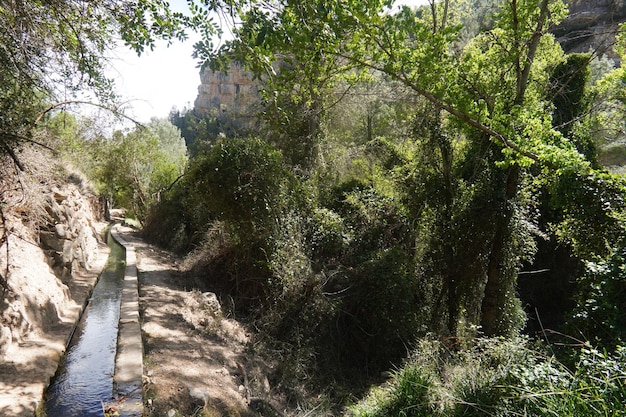 A canal in the forest with trees and bushes