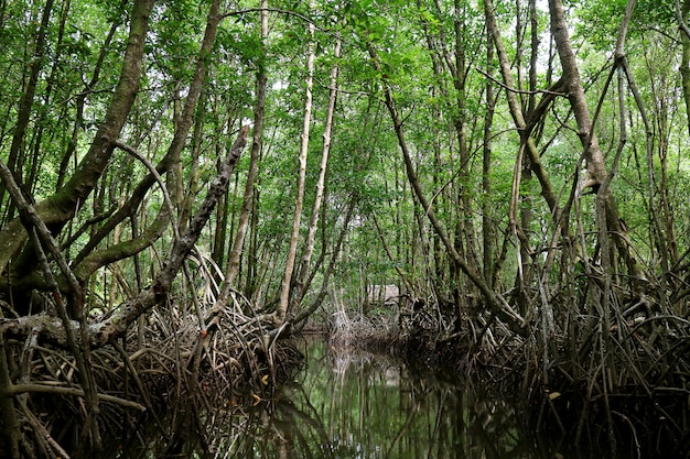 Canale nella foresta della mangrovia della provincia di trat, tailandia