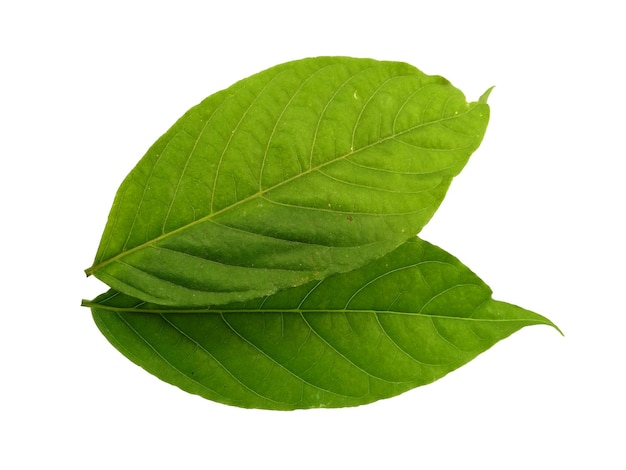 Cananga odorata leaves Isolated on white background