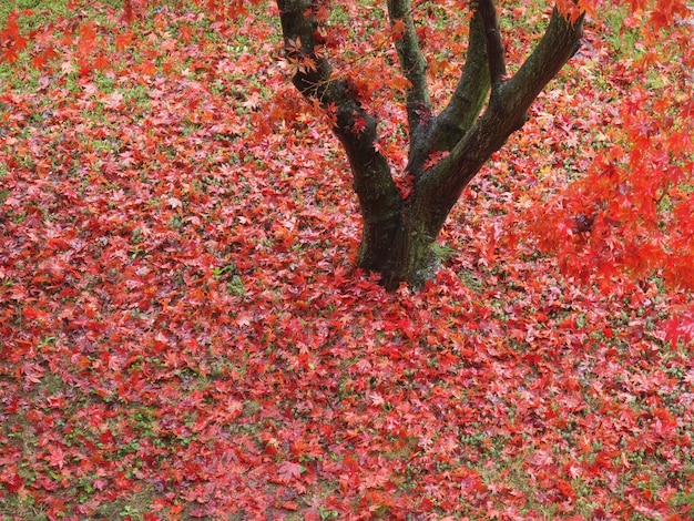 Photo canarian maple tree