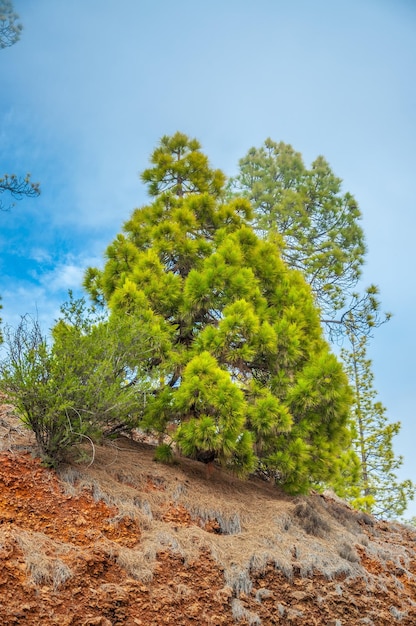 Canarian pine pinus canariensis in the Corona Forestal Nature P