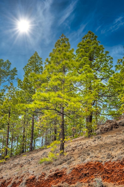 코로나 산림 자연의 카나리아 소나무 pinus canariensis