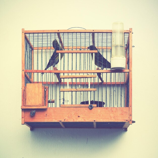 Photo canaries in the cage on the house wall. retro style filtred image