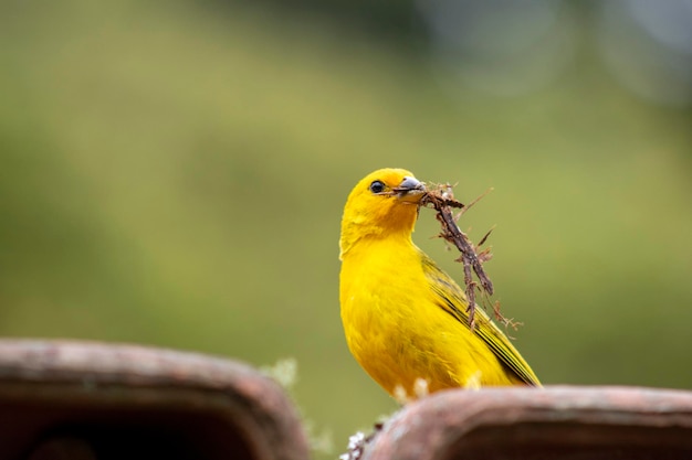 Canario da Terra bird of the Brazilian fauna In Sao Paulo SP Beautiful yellow bird with branches in its beak