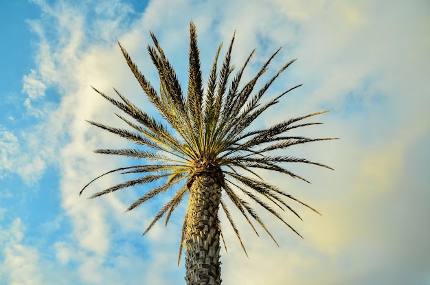 Canarische groene palmboom op de blauwe hemelachtergrond