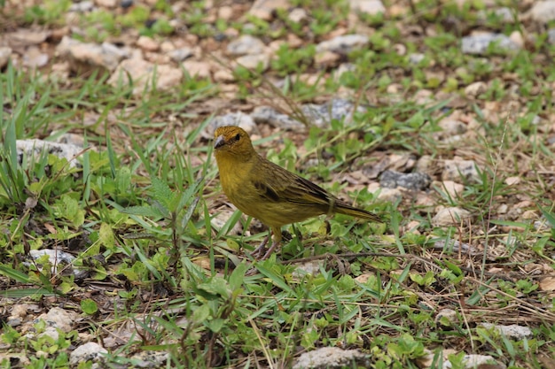 Canarische vogel