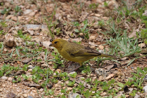 Canarische vogel