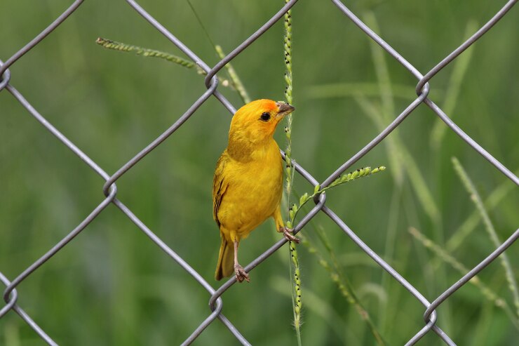 金属柵で食べるカナリア鳥