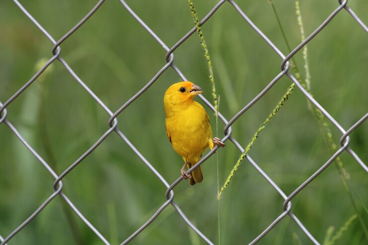 カナリア鳥を食べる