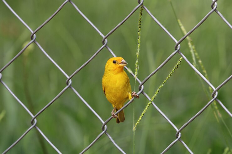 カナリア鳥を食べる