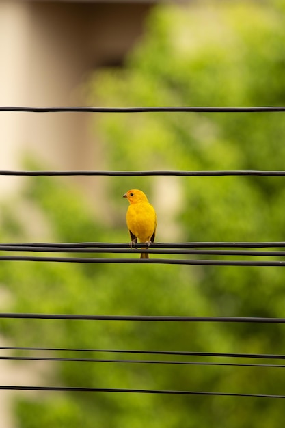 木の背景と電線のカナリア鳥