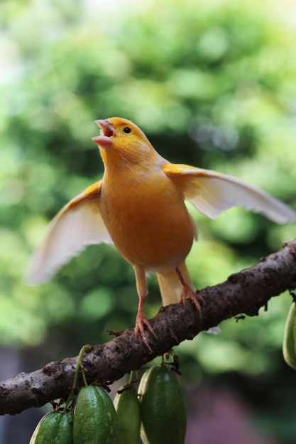 小枝に座っているカナリア鳥、自然の背景に座っているカナリア鳥