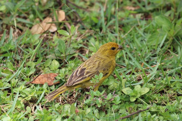 カナリア鳥