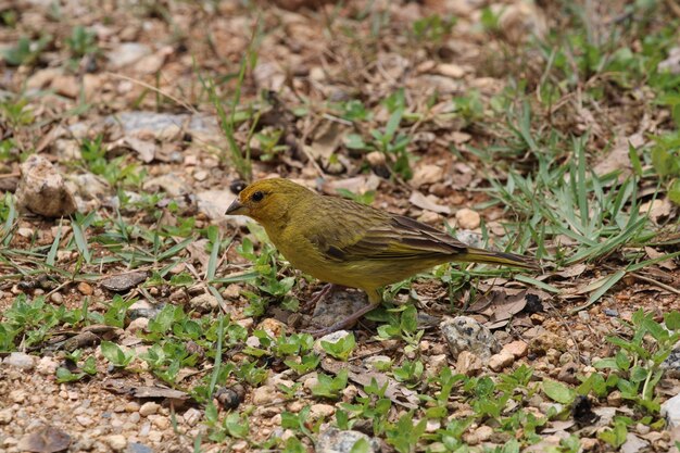 カナリア鳥