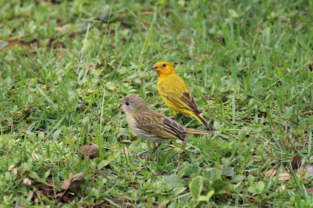 Canary birds