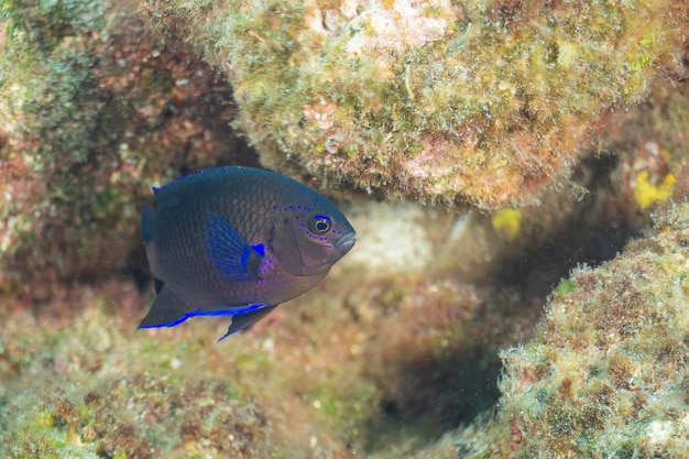 Photo canary damsel similiparma lurida el hierro spain