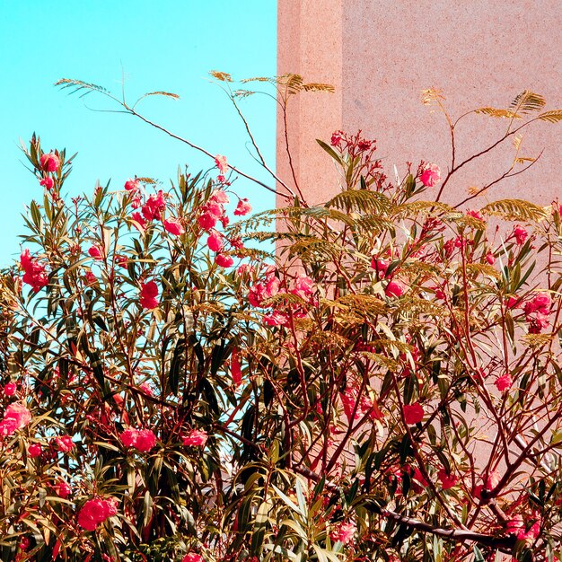 Canary flowers. Bloom. Romantic vibes