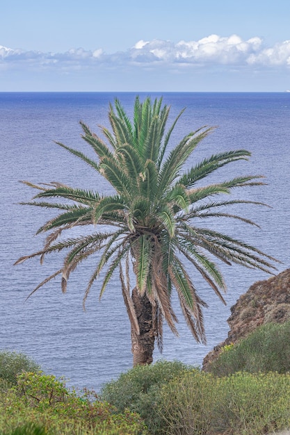 Foto palma da dattero delle isole canarie phoenix canariensis con oceano atlantico e sfondo all'orizzonte