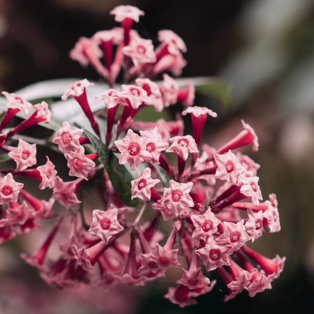 カナリア諸島の花。ピンクムード。植物愛好家のコンセプト