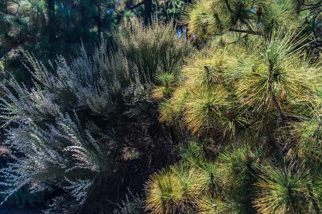 Canary island pine tree and white weeping broom nature background Focus on top part Pinus canariensis An endemic to the Canary islands subtropical pine tree with very long soft fluffy needles