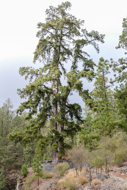 Canary Island pine