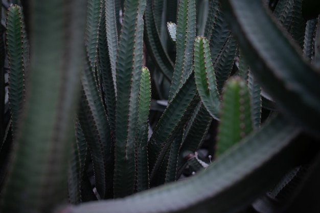 Canary island spurge background Prickly succulent shrub of euphorbia canariensis Fleshy cactuslike trunks of quadrangular or pentagonal shape Cold light Succulent jungle Flora of Canary islands