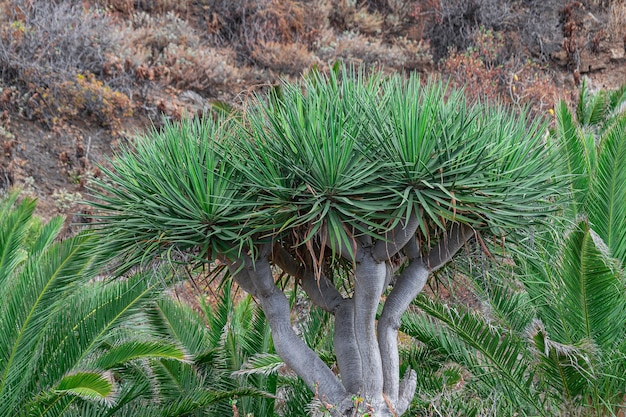 Foto albero del drago delle isole canarie dracaena draco tenerife spagna