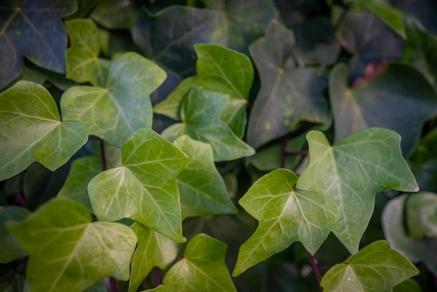 Canary Ivy green leaves background Green foliage closeup Summer nature background Botanical photo from tenerife Canary Islands Spain Hedera Canariensis