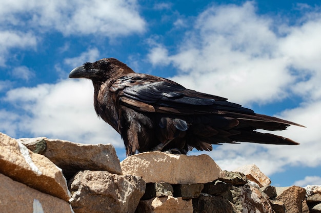 canary raven perched on rocks