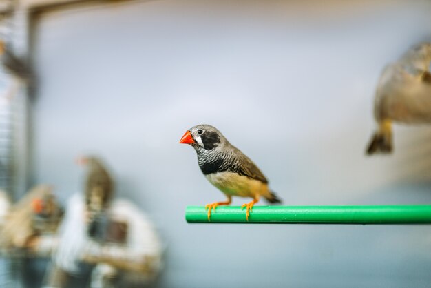 ペットショップの棒に座っているカナリア