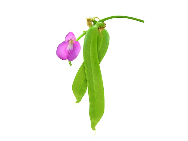 Canavalia gladiata Sword bean is used as vegetables and inflammatory diseases and atopic dermatitis