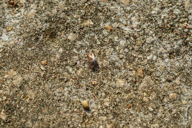 A Cancer hermit crab in a shell on beach Tropical animal