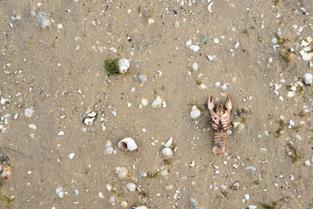 Рак лежит на песке с ракушками