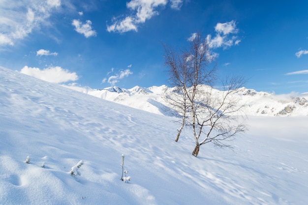 Candid alpine omgeving