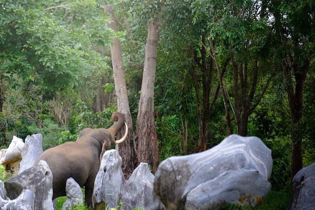 タイのジャングルの象の魅力的な写真