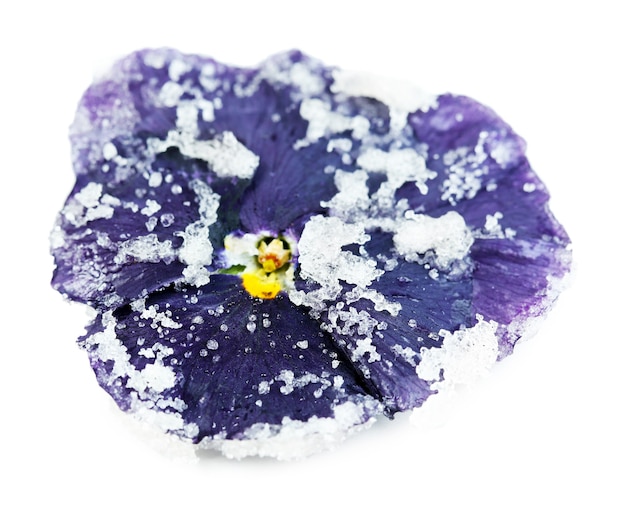 Candied sugared violet flower, on white