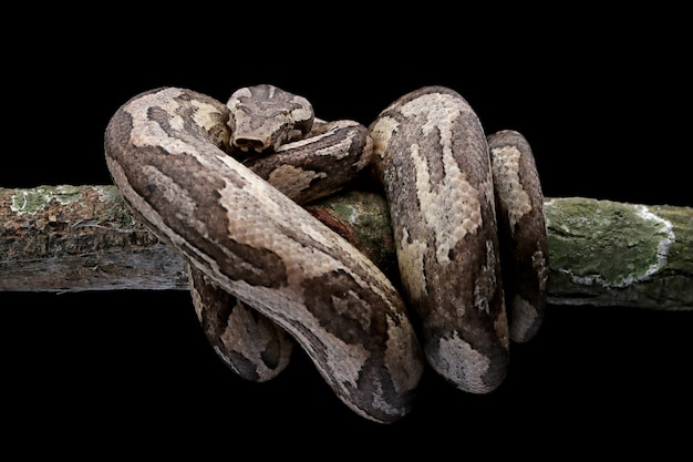 Candoia ground boa snake Candoia carinata closeup head on black background