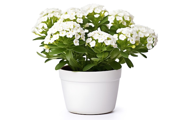 candytuft bloem in de pot realistische foto