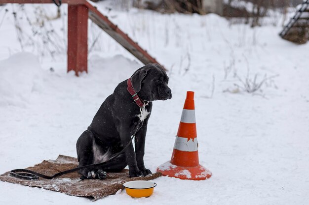 Cane Corsa droevige ogen wil eten