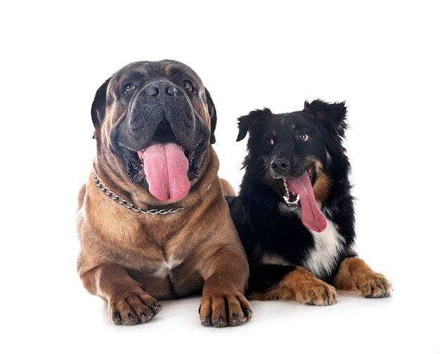 Cane corso and australian shepherd in studio