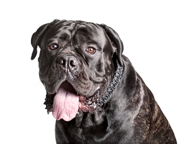 Cane Corso die camera tegen witte achtergrond bekijkt