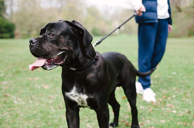 Cane corso dog training. Man walking with a huge black dog in a park.