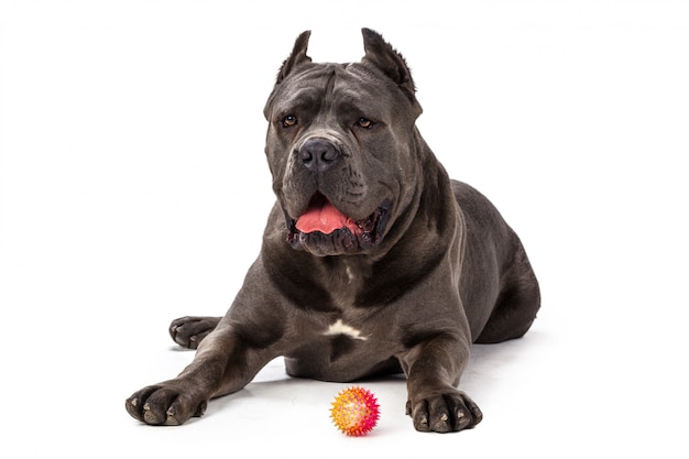 Cane Corso dog on white surface